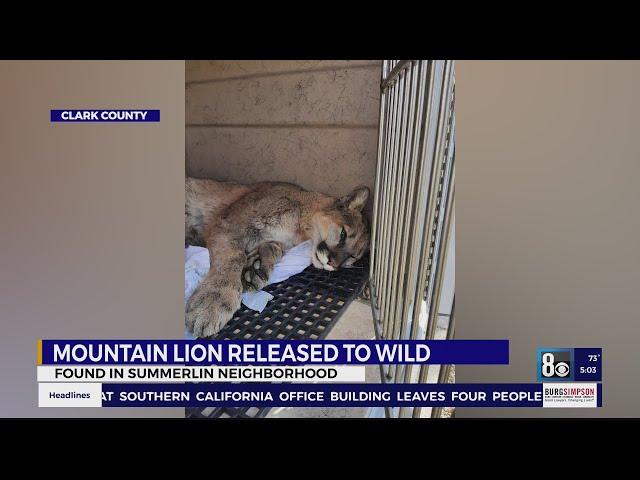 Mountain lion captured in Summerlin community