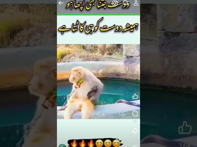 Snake bites Monkey.#shorts#viral#trending#respect#.Allah#Snakes#Monkey#.