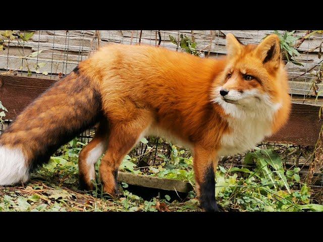 Admiring the beautiful foxes 