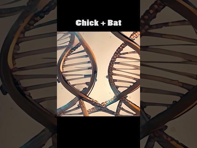 [AI] Chick + Bat.