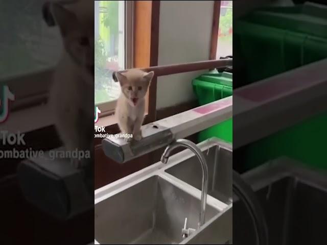 Cat Mondays be like....  #catlife #cats #shorts