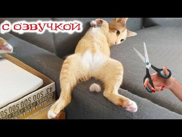 Funny animals! Funniest Cats and Dogs - 183