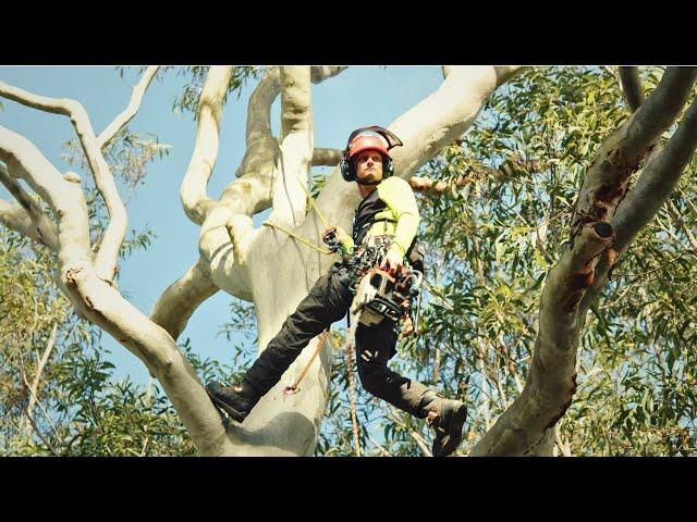 Work as an Arborist in Australia | Arbor Pride