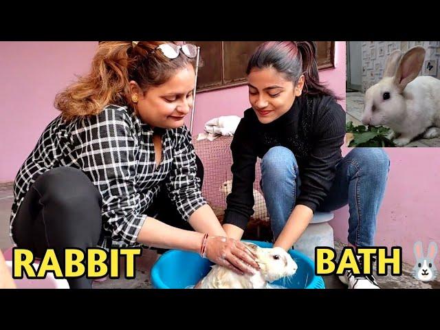 Masti with two cute rabbits|| Rabbit bath || PBR Vlogs