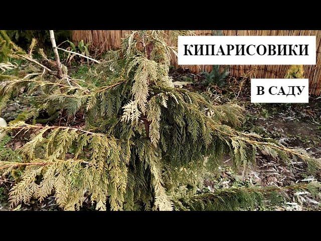 Cypress in the garden | LAVSON'S KIPARISOVIKI and BLANKETS | My cultivation experience