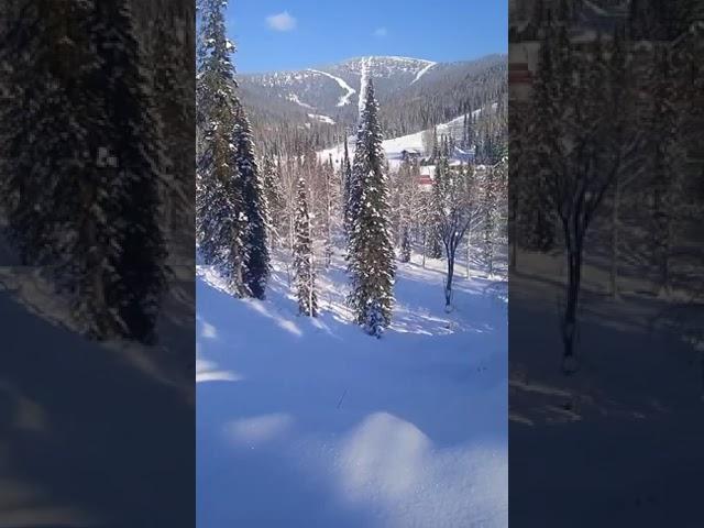 Собачьи упряжки. Езда в санях за собаками. Хаски в упряжке.