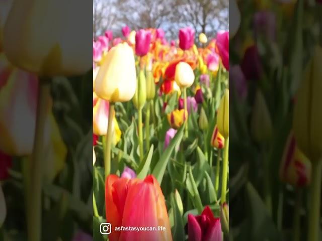 Tulip season #visitholland #tulipfestival #springiscoming #holland #tulips #asfastasyoucan #travel