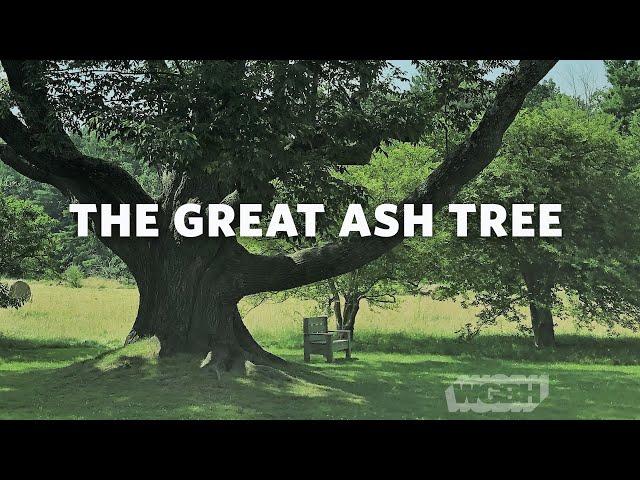 The Great Ash Tree