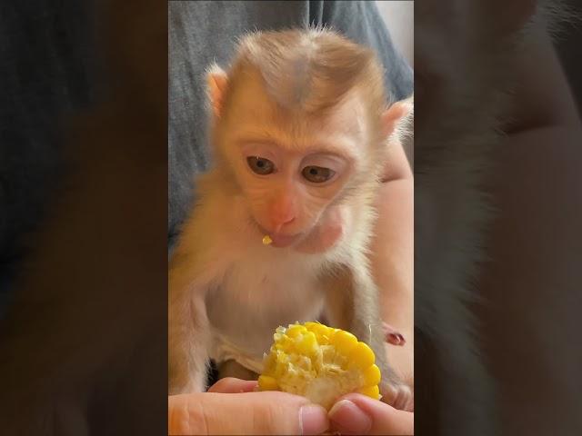delicious corn for baby bibi lunch #monkey #baby #animals