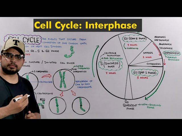 Interphase of Cell Cycle / Cell Division: How Cell prepare itself to Divide