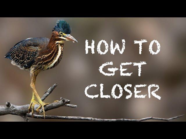 The Basics Of Getting Close | Wildlife Photography