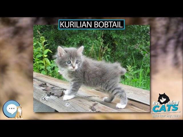 Kurilian Bobtail  EVERYTHING CATS 