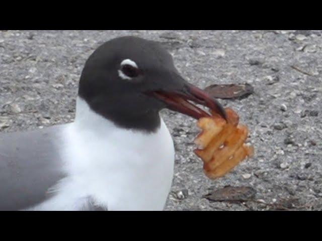 Seagull has a hard time eating Wendy's Waffle Fries