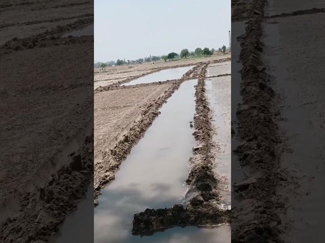pyod#khetibadi#jeeri#borwell#jaatlife#pyod#farming#farmerlife#kisanektazindabaadi#nofarmersnofood