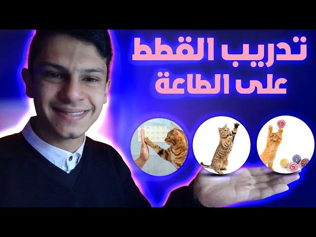 طريقة تدريب القطط على الطاعة و على بعض التدريبات البسيطة (الوقوف-المصافحة-الإلتقاط او المسك)