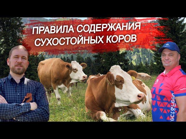 Как содержат сухостойных коров? Профилактика гипокальциемии и смещения сычуга. Болюсы CALCIFAST.