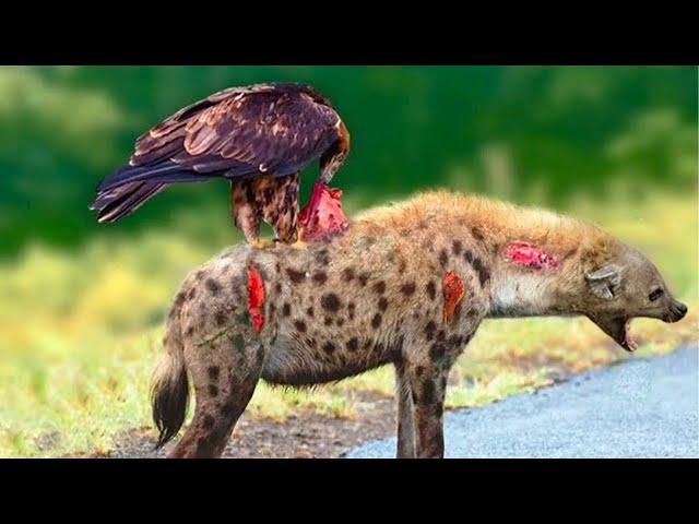 Too Terrible - The Eagle Used Its Sharp Claws To Cling To The Hyena's Back And Ate It To Death