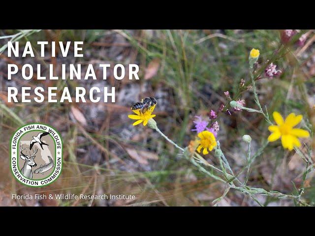 Native Pollinator Research