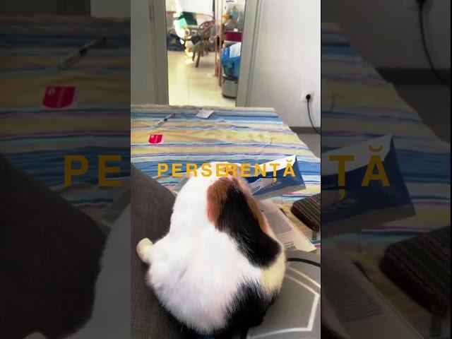 Cat vs Bag  #bagcat, #fightcats , #ambitiouscat, #eyeofthetigercat, #ferociouscat , #strugglewithbag