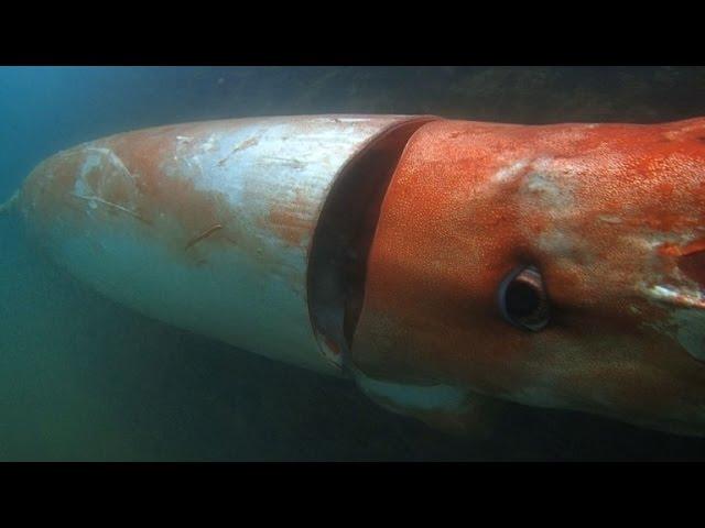 Seltener Riesenkalmar verirrt sich in japanischen Hafen