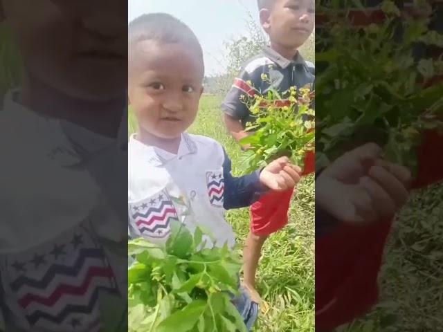 Rumput liar yang bisa di makan,sawi liar#short