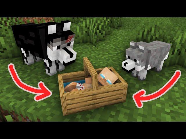 Wolf Life: Abandoned Baby Herobrine in Jungle Needs Help - Minecraft Animation