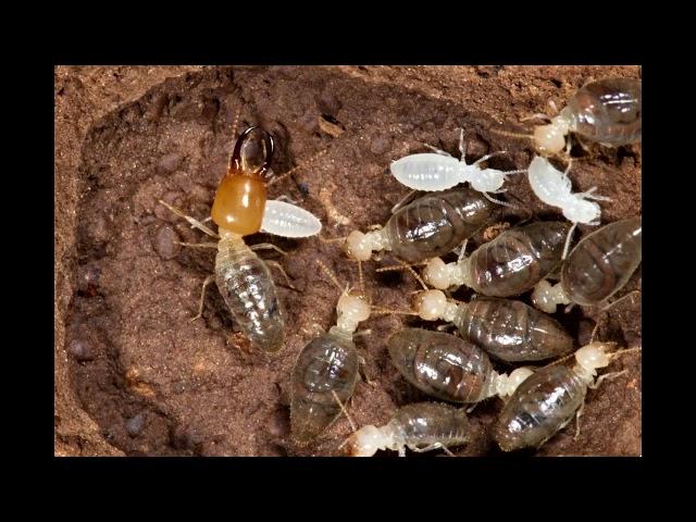 Where Termite come from? By Zip Pest Solutions