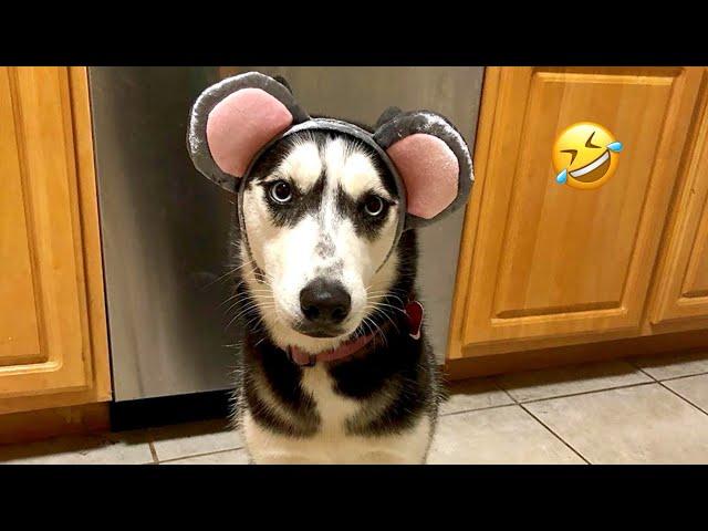 FUNNIEST Huskies | Normal dogs vs Huskies | 10 Minutes Best Videos | Part 22