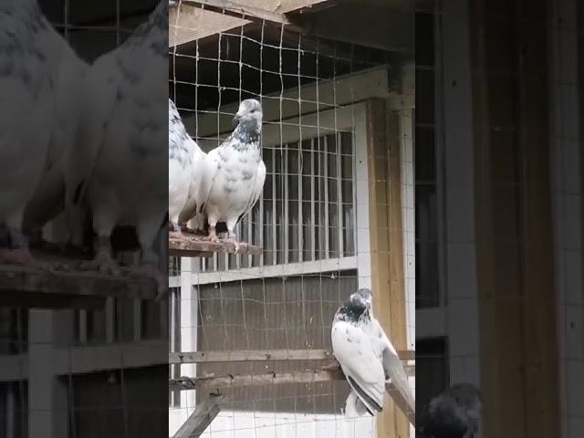 Pakistani pigeons kabotar. Birmingham. Uk shirali