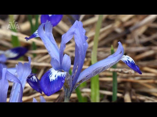 'Clairette' - Iris reticulata