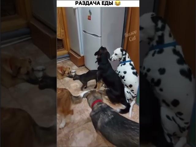 Раздача еды Кот в холодильнике #cat #funnyvideo