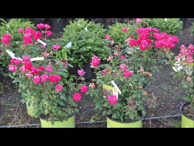 Potted Shrubs available in Bucks County Pa