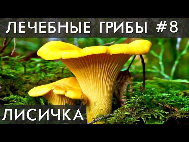 ГРИБ ЛИСИЧКА. Избавляет от ПАРАЗИТОВ (глистов) и лечит ПЕЧЕНЬ !