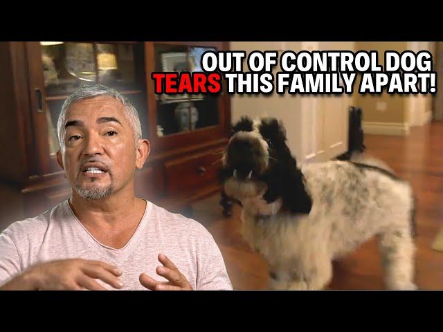 How To Prevent Your Dog From Eating Clothes, Toys & Garbage | Cesar 911 Season 3, Ep. 1 - Part 2