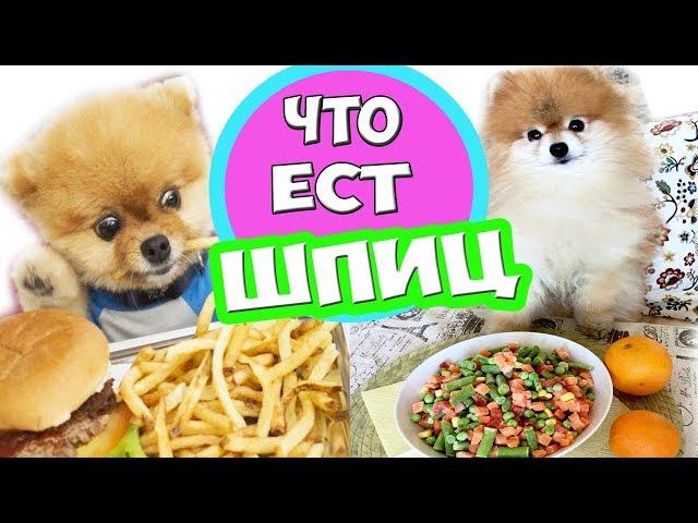 ЧТО ИЗ ПРОДУКТОВ МОЖНО ДАВАТЬ ШПИЦУ