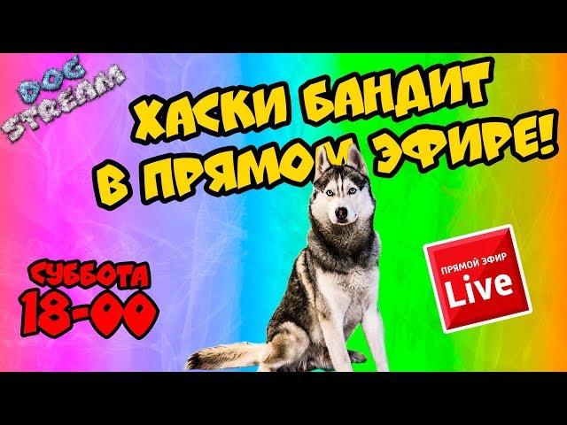 DOGSTREAM: ХАСКИ БАНДИТ ОТВЕЧАЕТ НА ВОПРОСЫ в ПРЯМОМ эфире!