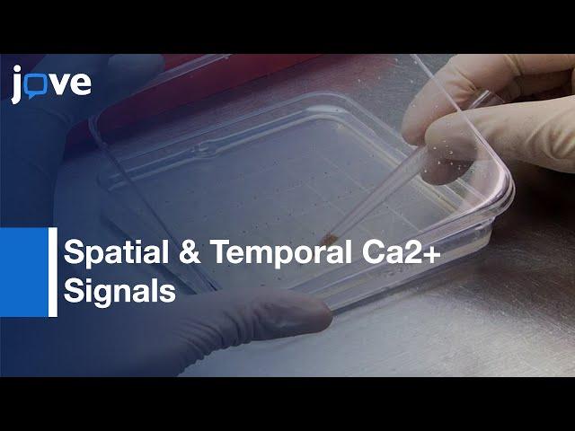 Measuring Spatial & Temporal Ca2+ Signals In Arabidopsis Plants l Protocol Preview