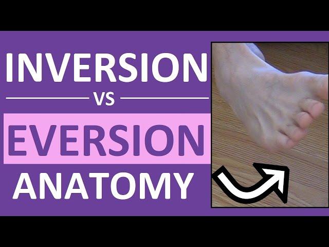 Inversion and Eversion of the Foot, Ankle | Body Movement Terms Anatomy