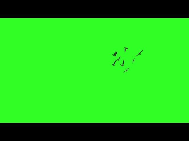 Birds Flying Green Screen Video HD - BIRDS - Chroma Key - NO COPYRIGHT