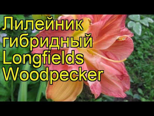 Лилейник гибридный Лонгфилдс Вудпекер. Краткий обзор hemerocallis hybrida Longfields Woodpecker