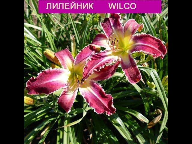 Цветет Лилейник Wilco в саду. Зубастый красавец.Видео