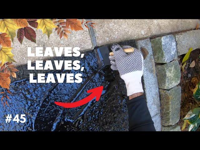 Professional Driveway Sealcoating #45 "Leaves, leaves, leaves."