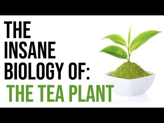 The Insane Biology and Cultivation of Tea | Masterclass on Tea (Chapter 2)