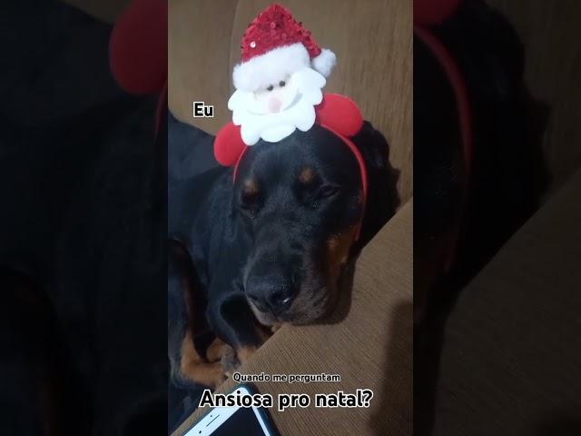 #rottweiler #rottweilerfelicidade #natal