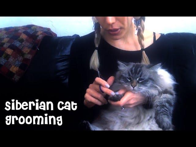 Grooming a Hypoallergenic Siberian Cat