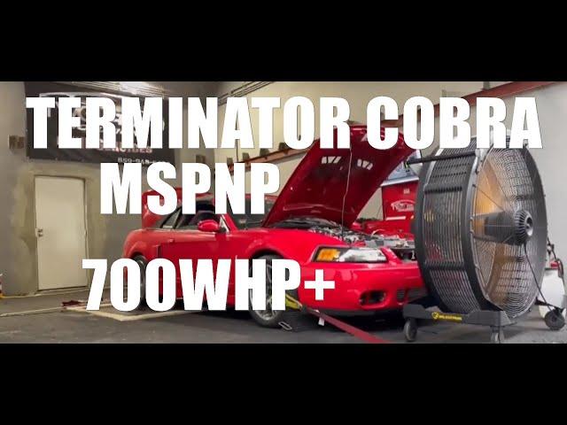 Terminator Cobra tuned on MSPNP! Makes 700WHP+