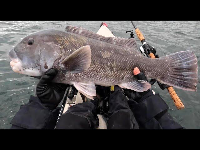 Tautog Fishing in a Kayak: crazy action & my new personal best