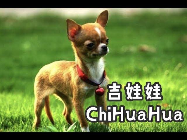 狗狗特辑 EP 4 吉娃娃 ChiHuaHua ｜【世界最小体型的犬种】 ｜【神经质的狗狗】 ｜ 【水脑症】