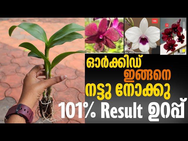 Dendrobium seedlings poting & caring correct method || Dendrobium combo offer ||