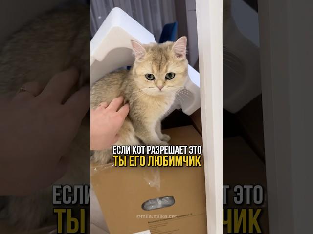 Если кот разрешает это- ты его любимчик #cat #котенок #кошки #catlover #кот